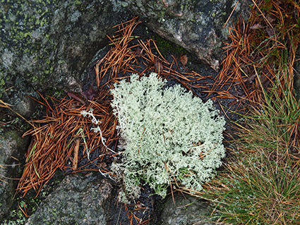 Stendörren Naturreservat