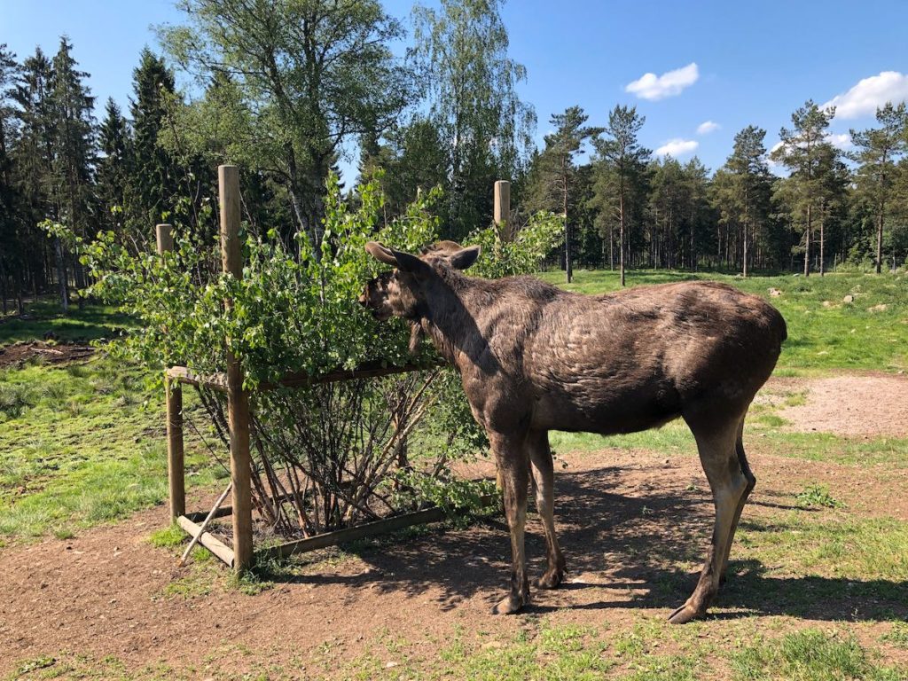 Elch in Grönåsen