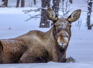 Reise nach Kiruna