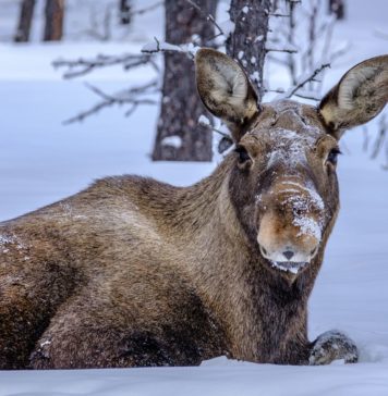 Reise nach Kiruna