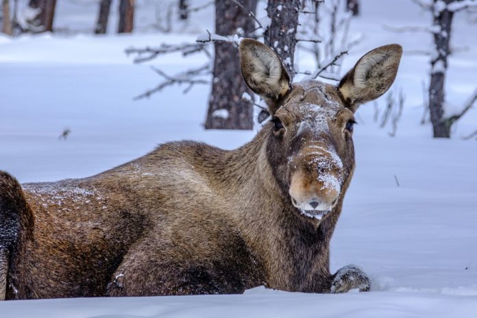 Reise nach Kiruna