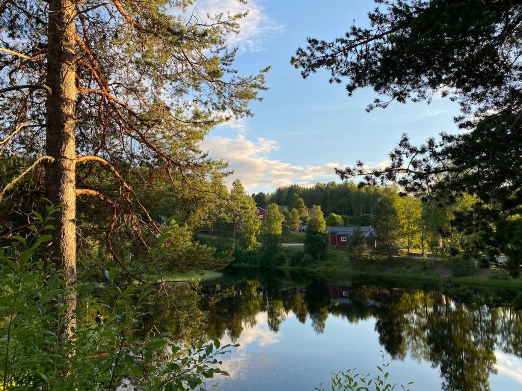 Skandinaviensommer Granö Beckasin. (Foto: Andrea Ullius)