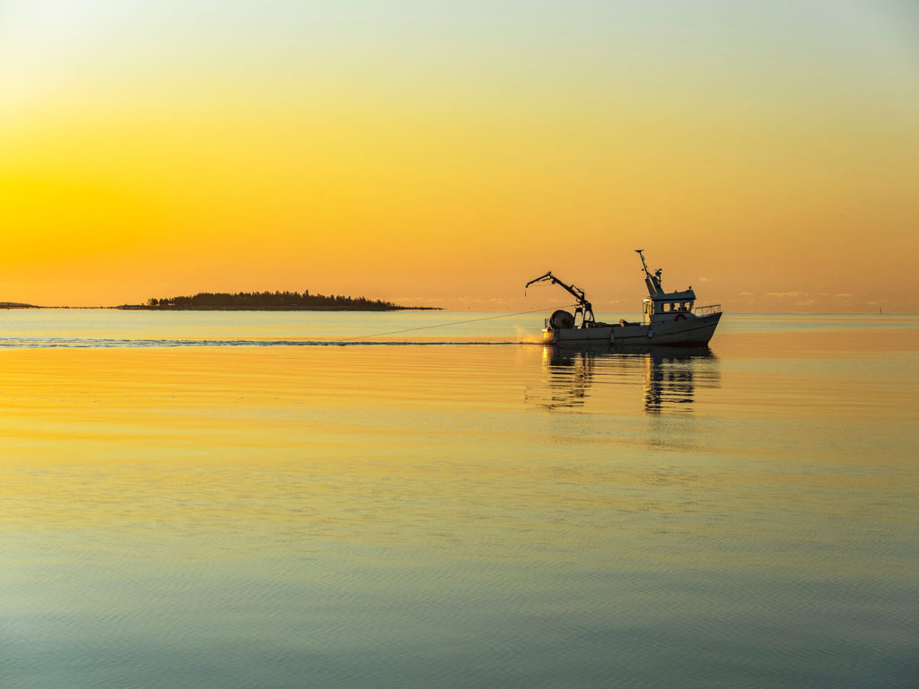 Junköfiskarna Kalix Löjrom