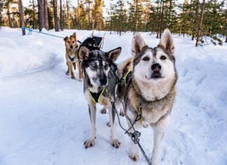 Huskies retten