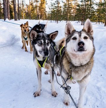 Huskies retten