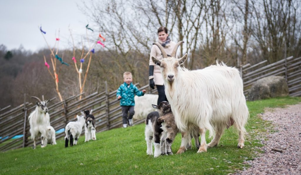 Skåne Djurpark