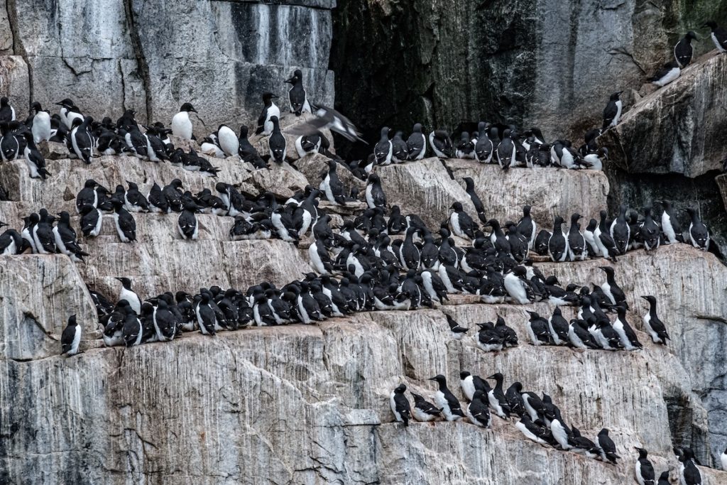 Spitzbergen Vögel