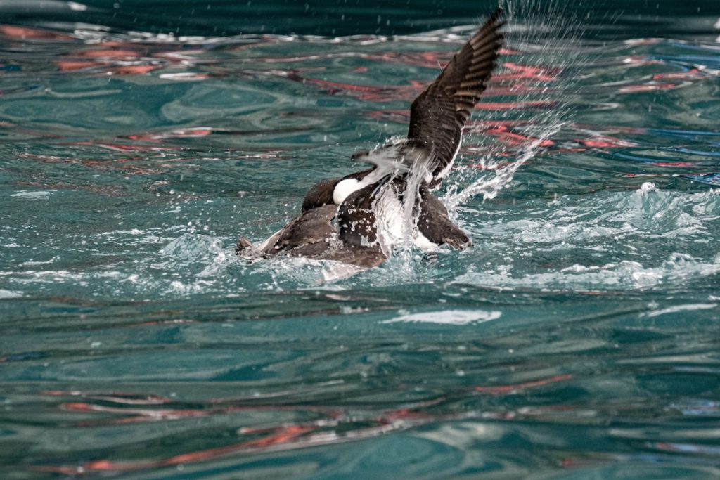 Spitzbergen Vögel