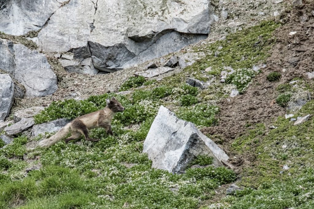 Spitzbergen Polarfuchs