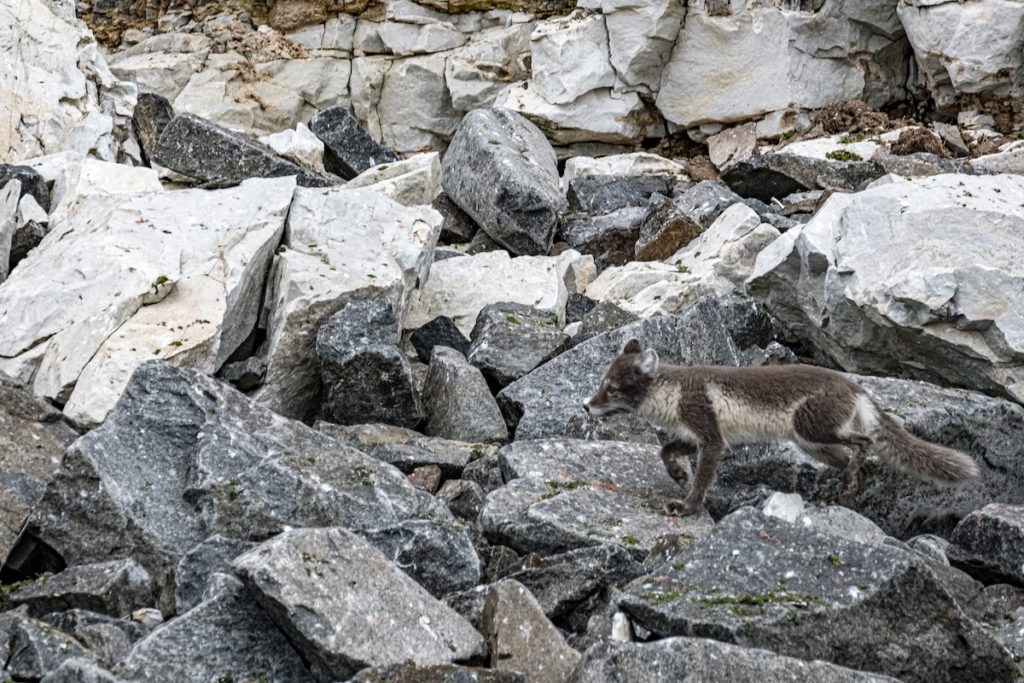 Spitzbergen Polarfuchs