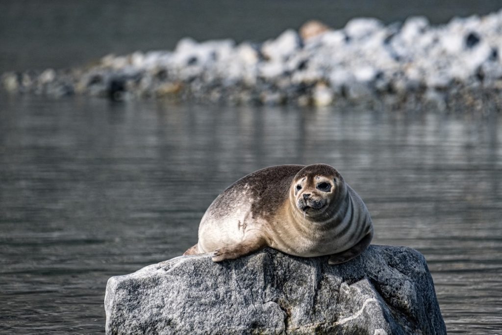 Spitzbergen Seehunde