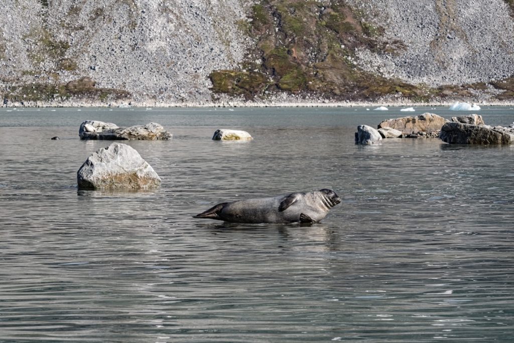 Spitzbergen Seehunde
