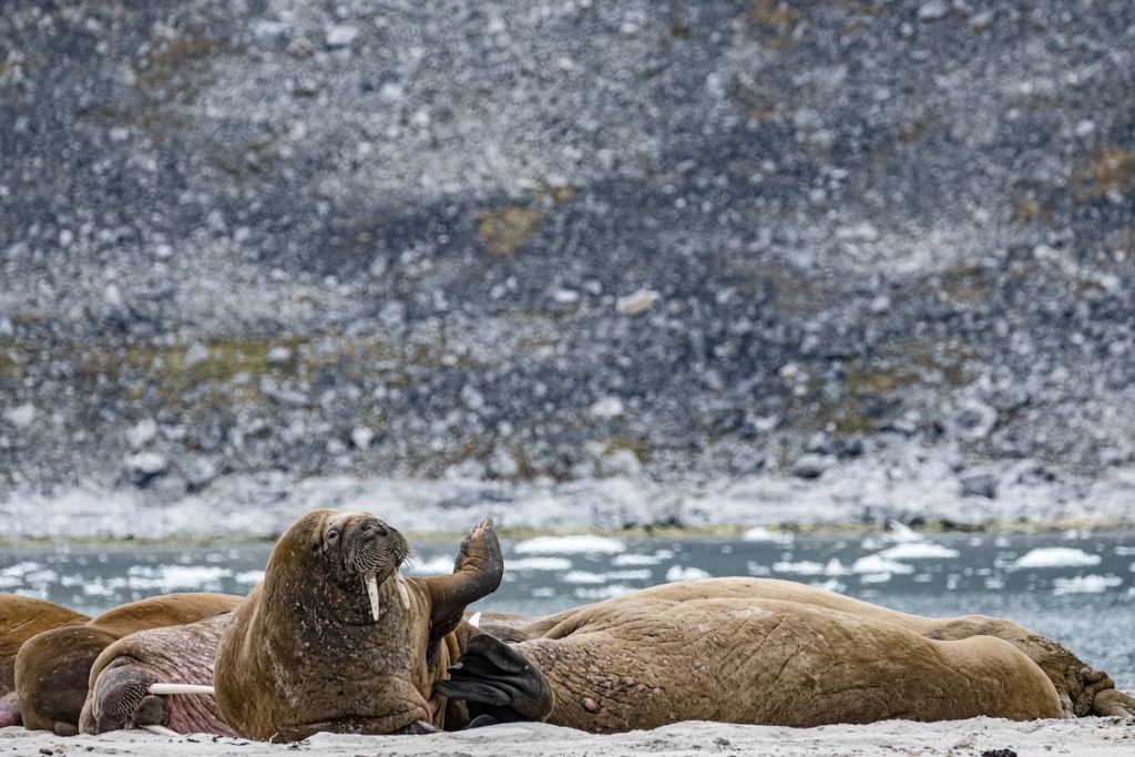 Spitzbergen Walross