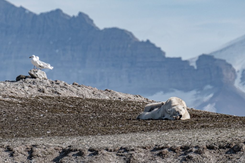 Spitzbergen Eisbär