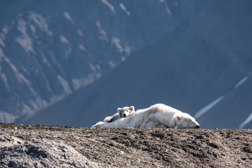 Spitzbergen Eisbär