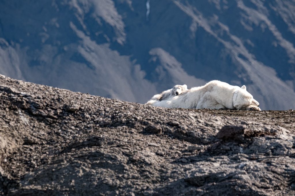 Spitzbergen Eisbären