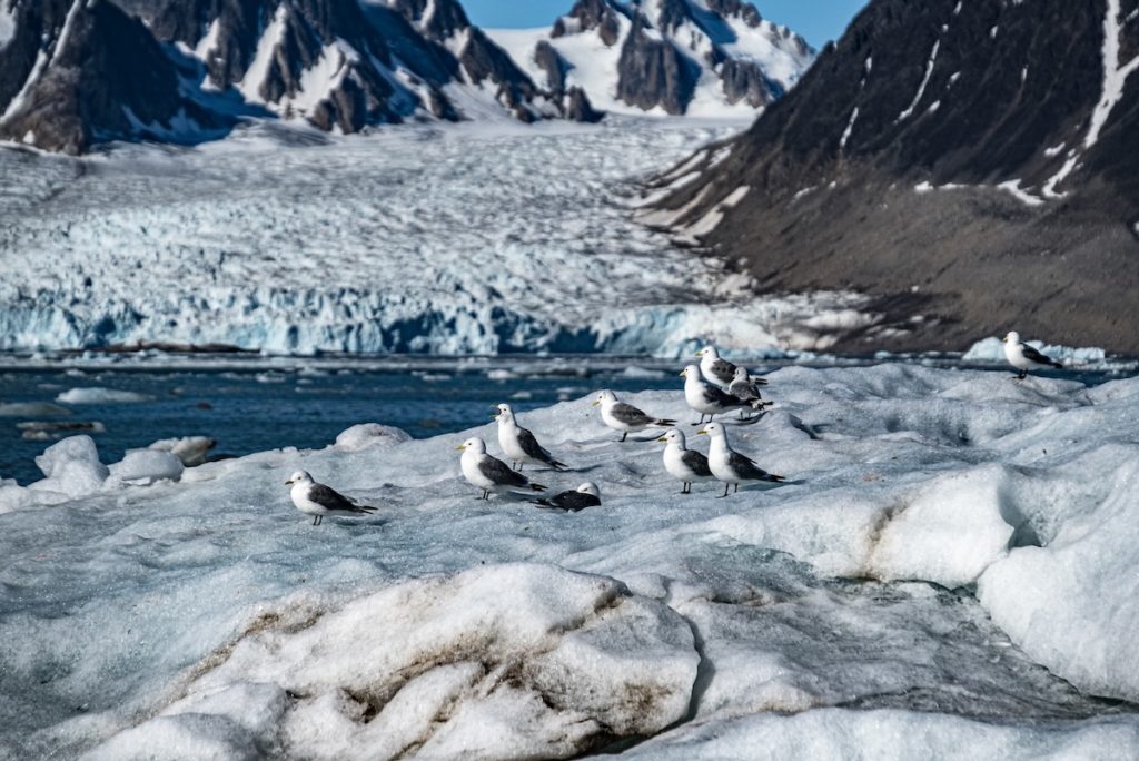 Spitzbergen Dreizehnmöven