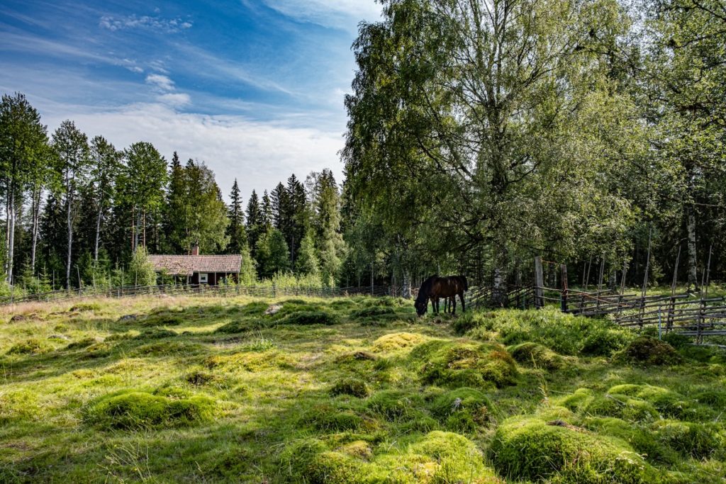 Dalarna Reise Fäbod