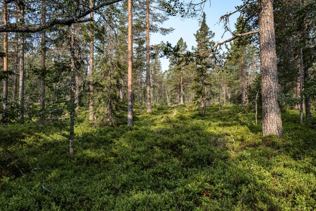 Dalarna Reise Wald