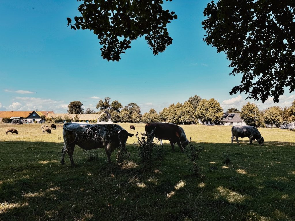 Skåne Feeling